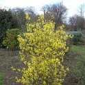 Forsythia suspensa P1D P9 P23